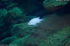 Metriaclima estherae 'Border'